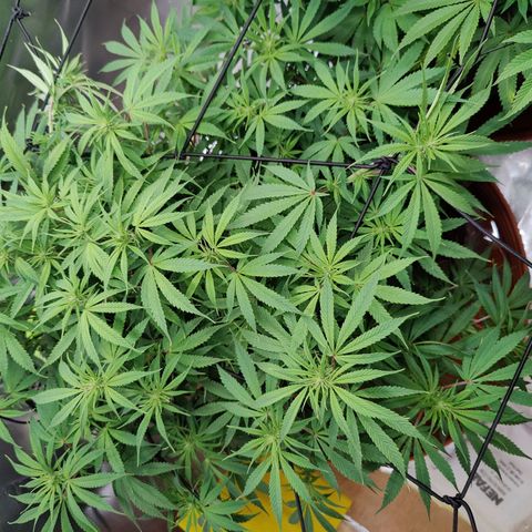 Arjan's Haze #3 growlog timeline photo