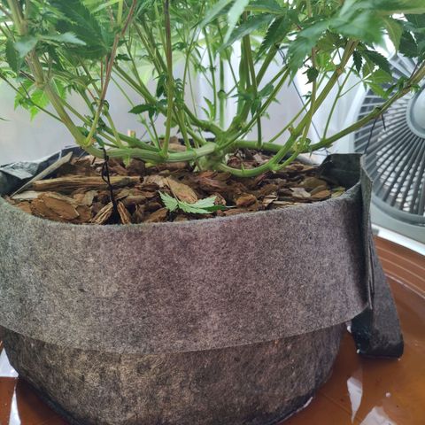 Arjan's Haze #3 growlog timeline photo