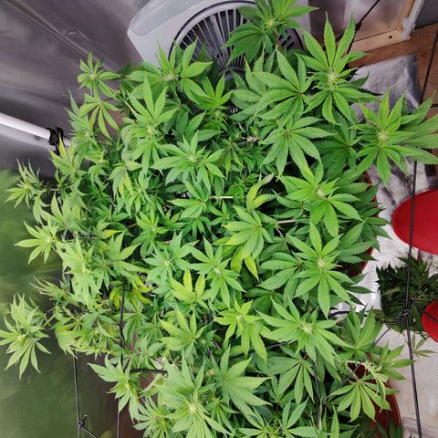 Arjan's Haze #3 growlog timeline photo