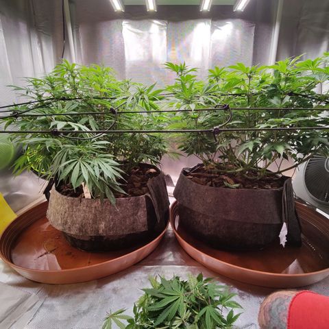 Arjan's Haze #3 growlog timeline photo
