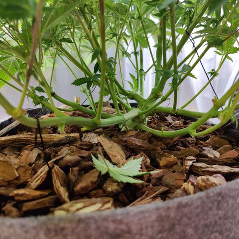 Arjan's Haze #3 growlog timeline photo