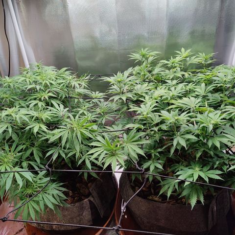Arjan's Haze #3 growlog timeline photo