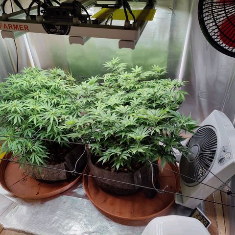 Arjan's Haze #3 growlog photo: Flowering still at early stage. Only very small whitehairs can be seen.