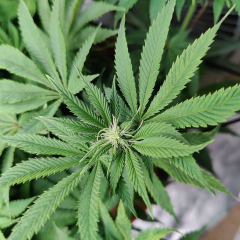 Arjan's Haze #3 growlog photo: Flowering still at early stage. Only very small whitehairs can be seen.