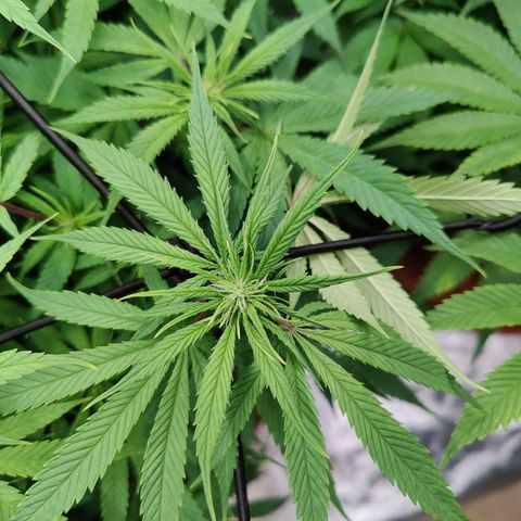 Arjan's Haze #3 growlog photo: Flowering still at early stage. Only very small whitehairs can be seen.