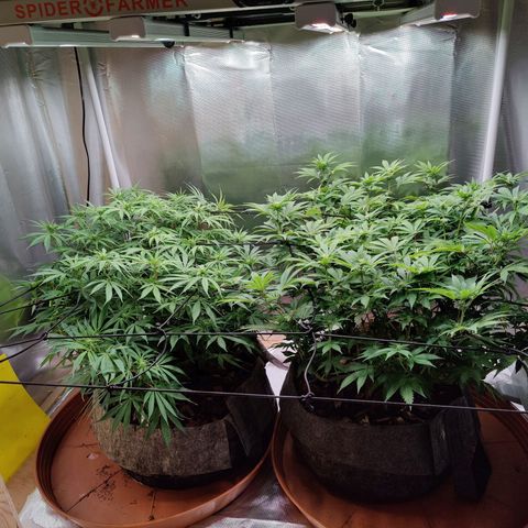 Arjan's Haze #3 growlog photo: Flowering still at early stage. Only very small whitehairs can be seen.