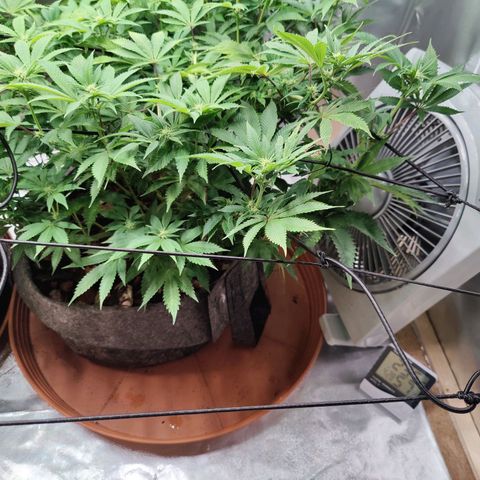 Arjan's Haze #3 growlog photo: Flowering still at early stage. Only very small whitehairs can be seen.