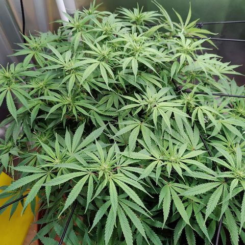 Arjan's Haze #3 growlog photo: Flowering still at early stage. Only very small whitehairs can be seen.