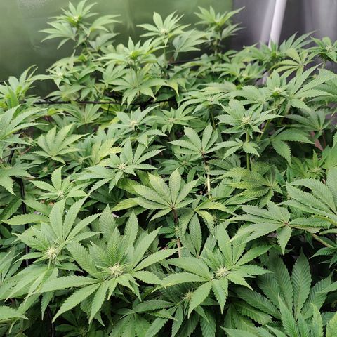 Arjan's Haze #3 growlog photo: Flowering still at early stage. Only very small whitehairs can be seen.