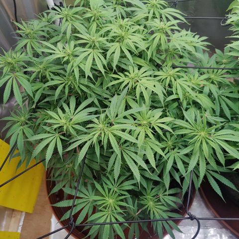Arjan's Haze #3 growlog photo: Pics after watering... 2 weeks of flower.
Buds still not formed, real small white hairs only. 