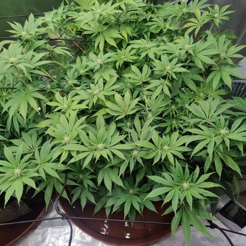 Arjan's Haze #3 growlog photo: Pics after watering... 2 weeks of flower.
Buds still not formed, real small white hairs only. 