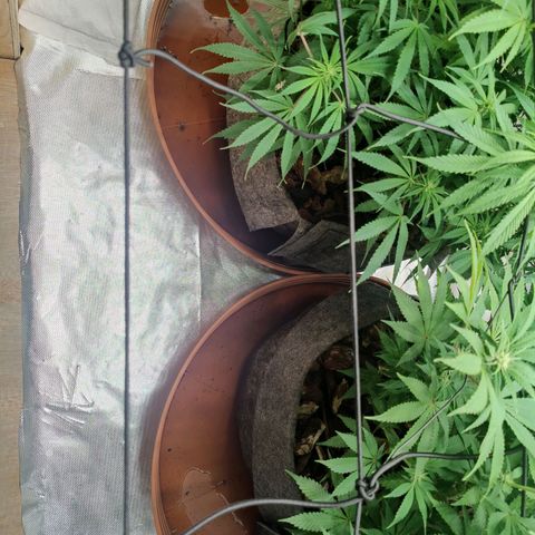 Arjan's Haze #3 growlog photo: Pics after watering... 2 weeks of flower.
Buds still not formed, real small white hairs only. 