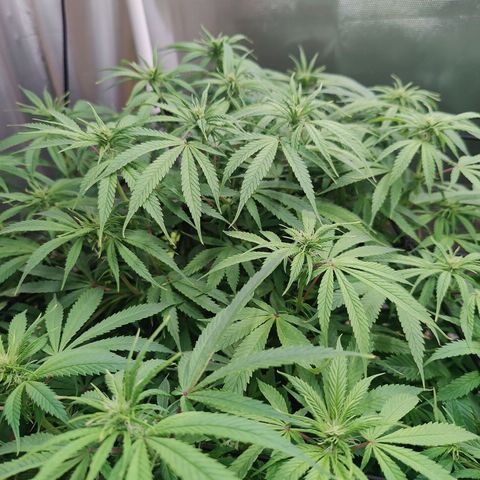 Arjan's Haze #3 growlog photo: Pics after watering... 2 weeks of flower.
Buds still not formed, real small white hairs only. 