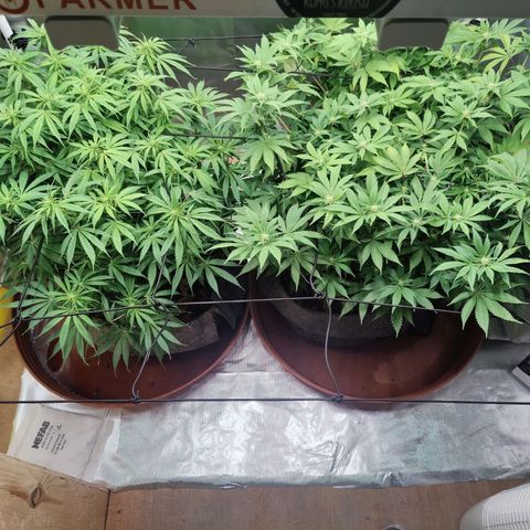 Arjan's Haze #3 growlog photo: Pics after watering... 2 weeks of flower.
Buds still not formed, real small white hairs only. 