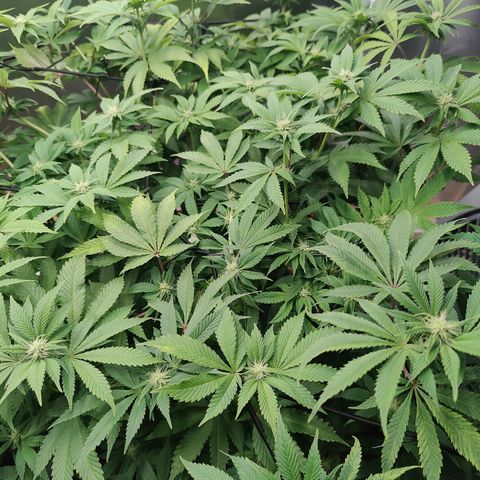 Arjan's Haze #3 growlog photo: Pics after watering... 2 weeks of flower.
Buds still not formed, real small white hairs only. 