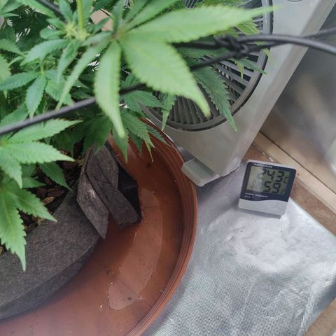 Arjan's Haze #3 growlog photo: Pics after watering... 2 weeks of flower.
Buds still not formed, real small white hairs only. 