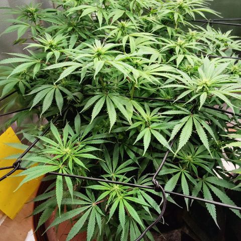 Arjan's Haze #3 growlog photo: After watering.. Afternoon! 