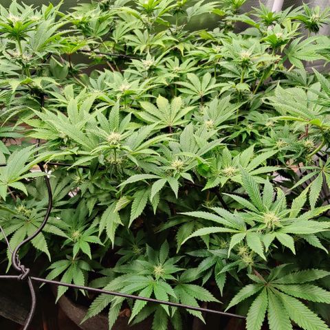 Arjan's Haze #3 growlog photo: After watering.. Afternoon! 