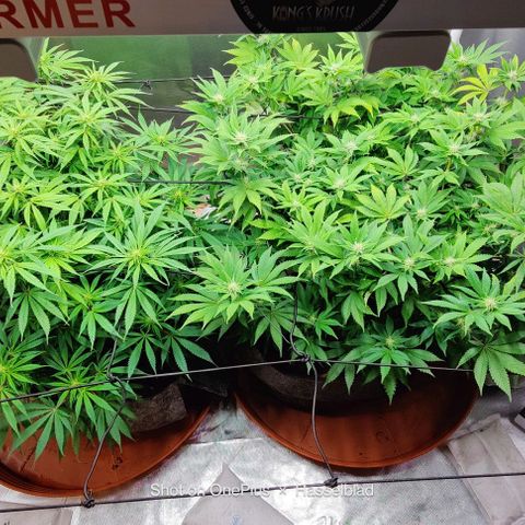 Arjan's Haze #3 growlog photo: After watering.. Afternoon! 