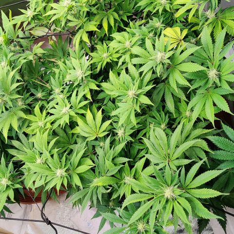 Arjan's Haze #3 growlog photo: After watering.. Afternoon! 