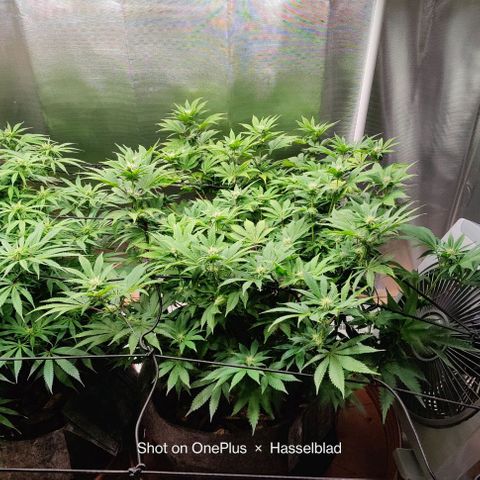 Super Lemon Haze growlog timeline photo