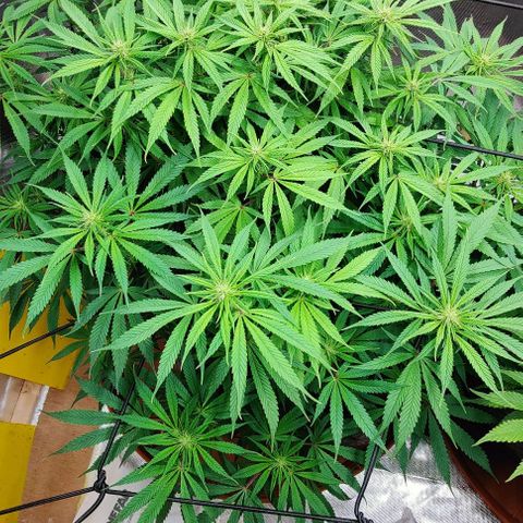 Arjan's Haze #3 growlog timeline photo