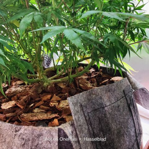 Arjan's Haze #3 growlog photo: Week 3 of flower! Late afternoon... 