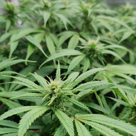 Arjan's Haze #3 growlog photo: Week 3 of flower! Late afternoon... 