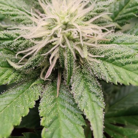 Arjan's Haze #3 growlog photo: Week 3 of flower! Late afternoon... 