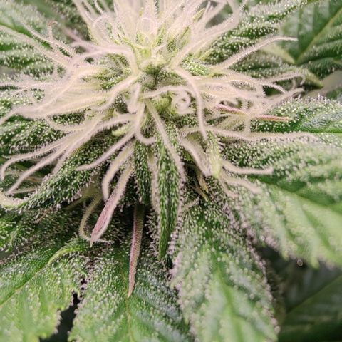 Arjan's Haze #3 growlog photo: Week 3 of flower! Late afternoon... 