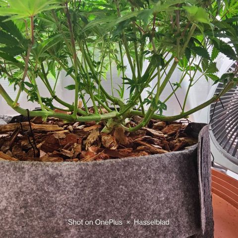 Arjan's Haze #3 growlog photo: Week 3 of flower! Late afternoon... 