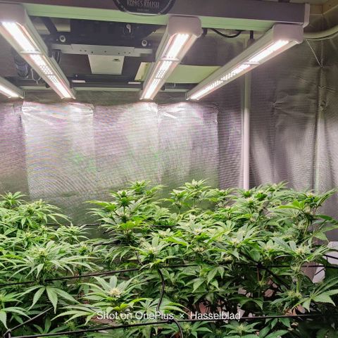 Arjan's Haze #3 growlog photo: Week 3 of flower! Late afternoon... 