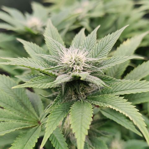 Arjan's Haze #3 growlog photo: Week 3 of flower! Late afternoon... 
