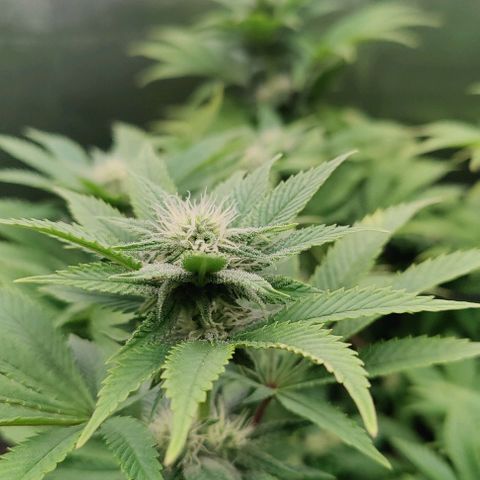 Arjan's Haze #3 growlog photo: Week 3 of flower! Late afternoon... 