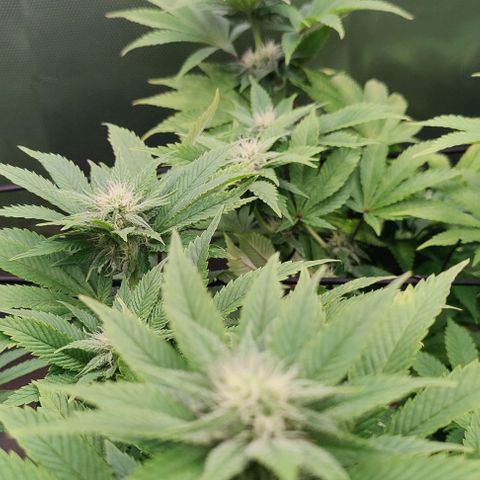 Arjan's Haze #3 growlog photo: Week 3 of flower! Late afternoon... 