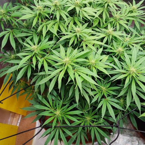 Arjan's Haze #3 growlog photo: Day 17, week 3, late afternoon! 