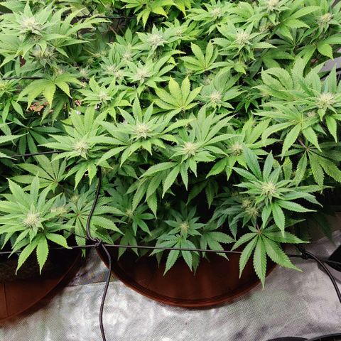 Arjan's Haze #3 growlog photo: Day 17, week 3, late afternoon! 