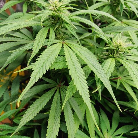 Arjan's Haze #3 growlog photo: After watering! 