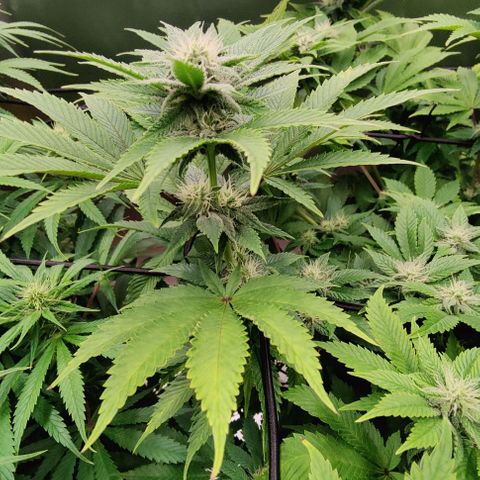 Arjan's Haze #3 growlog photo: After watering! 