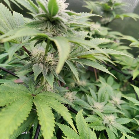 Arjan's Haze #3 growlog photo: Today I won't water just trimmed sime fans that were shading buds but just a hand full. 