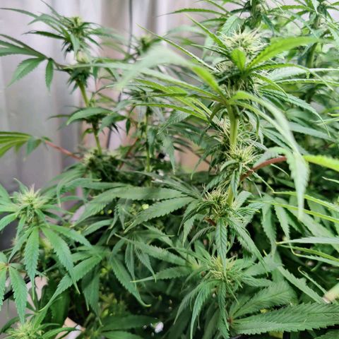 Arjan's Haze #3 growlog photo: Today I won't water just trimmed sime fans that were shading buds but just a hand full. 