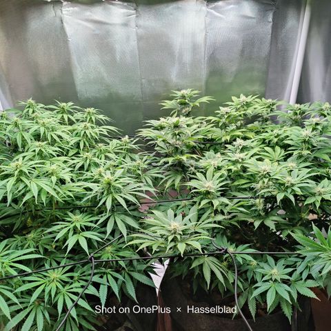 Arjan's Haze #3 growlog photo: Today I won't water just trimmed sime fans that were shading buds but just a hand full. 