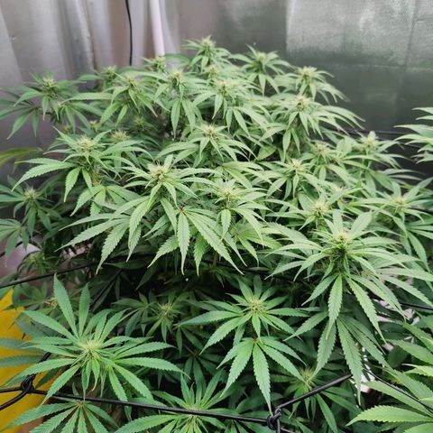 Arjan's Haze #3 growlog photo: Today I won't water just trimmed sime fans that were shading buds but just a hand full. 