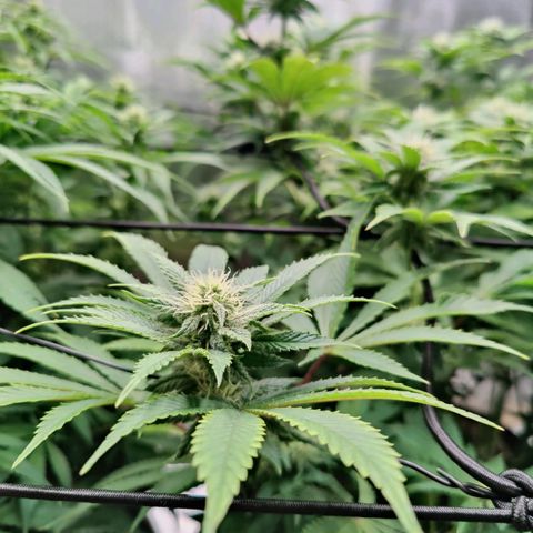 Arjan's Haze #3 growlog photo: Today I won't water just trimmed sime fans that were shading buds but just a hand full. 