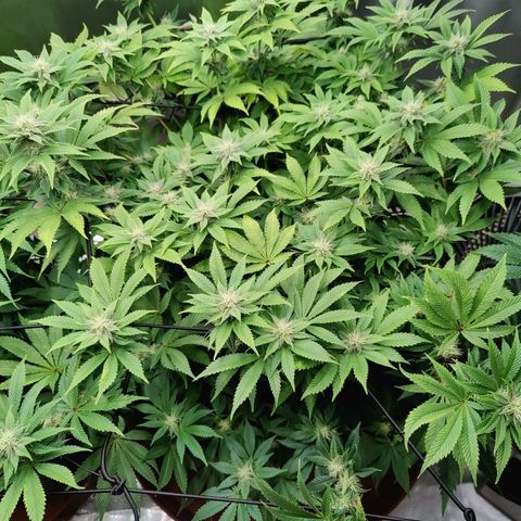 Arjan's Haze #3 growlog photo: Today I won't water just trimmed sime fans that were shading buds but just a hand full. 