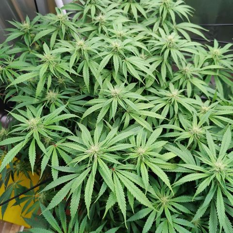 Arjan's Haze #3 growlog photo: Today I won't water just trimmed sime fans that were shading buds but just a hand full. 