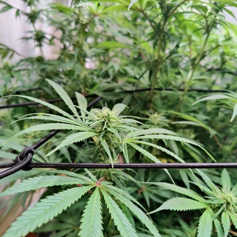 Arjan's Haze #3 growlog photo: Today I won't water just trimmed sime fans that were shading buds but just a hand full. 