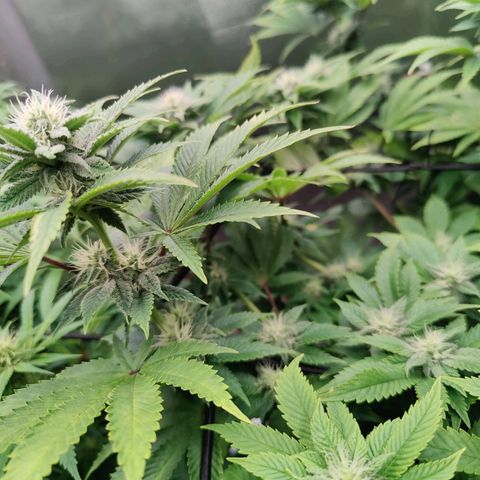 Arjan's Haze #3 growlog photo: Today I won't water just trimmed sime fans that were shading buds but just a hand full. 