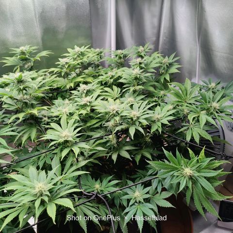 Arjan's Haze #3 growlog photo: Today I won't water just trimmed sime fans that were shading buds but just a hand full. 