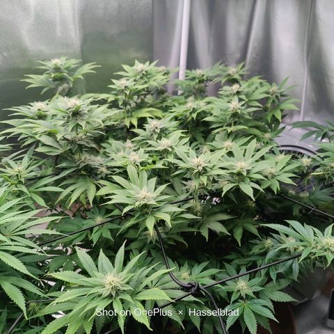 Arjan's Haze #3 growlog photo: Almost end of week 3..flowering!!